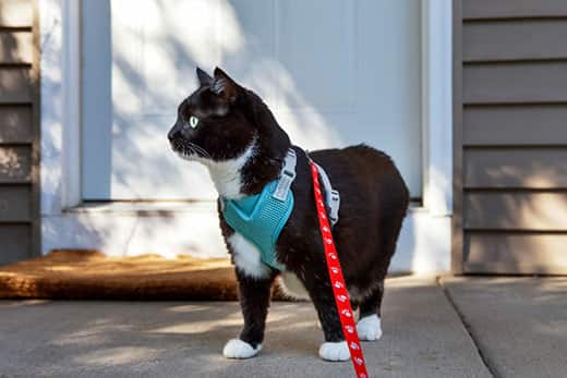 How to put a leash on a cat?