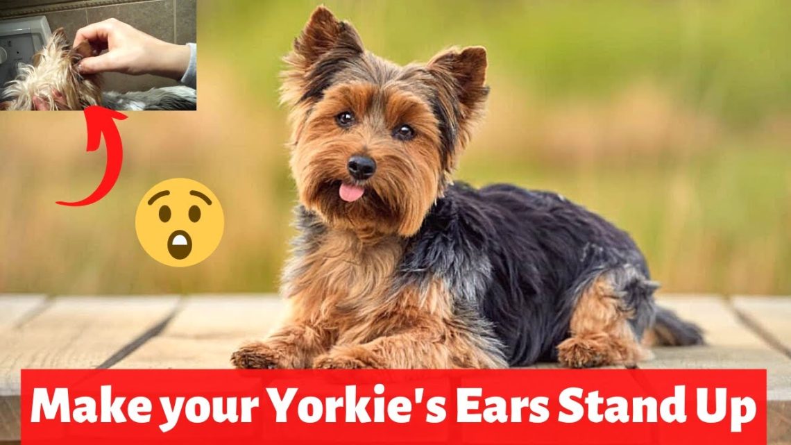 How to put ears on a Yorkie puppy?