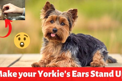 Kako staviti uši štenetu Yorkie?