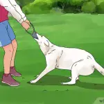 How to quickly build muscle in a dog