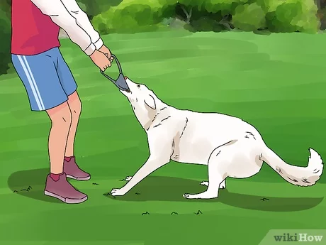 How to quickly build muscle in a dog