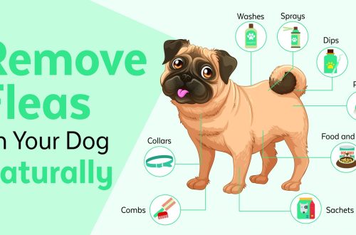 How to quickly remove fleas from a dog with home remedies and medicines