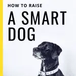 How to raise a genius dog?