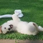 How to raise a puppy outside