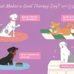 How to raise a puppy with a dog handler