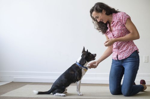 How to raise an obedient dog: an initial training course