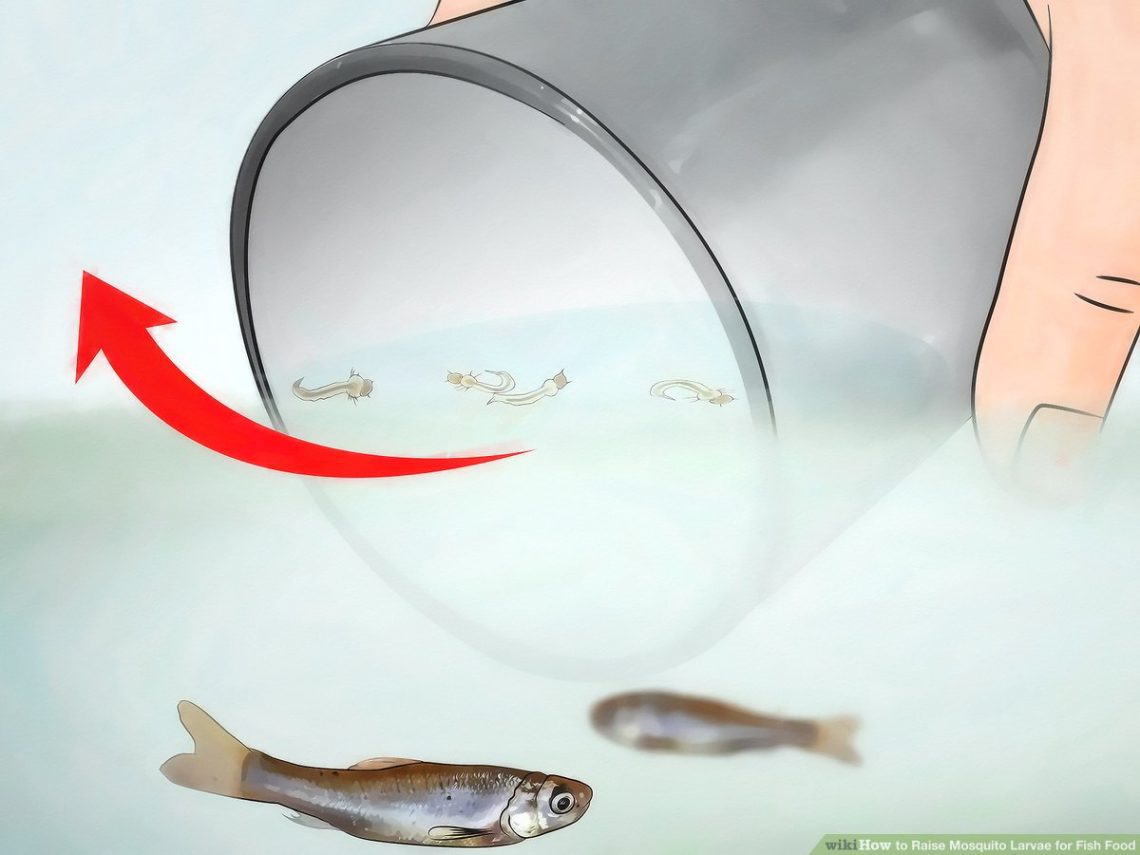 How to Raise Mosquito Larvae to Feed Fish