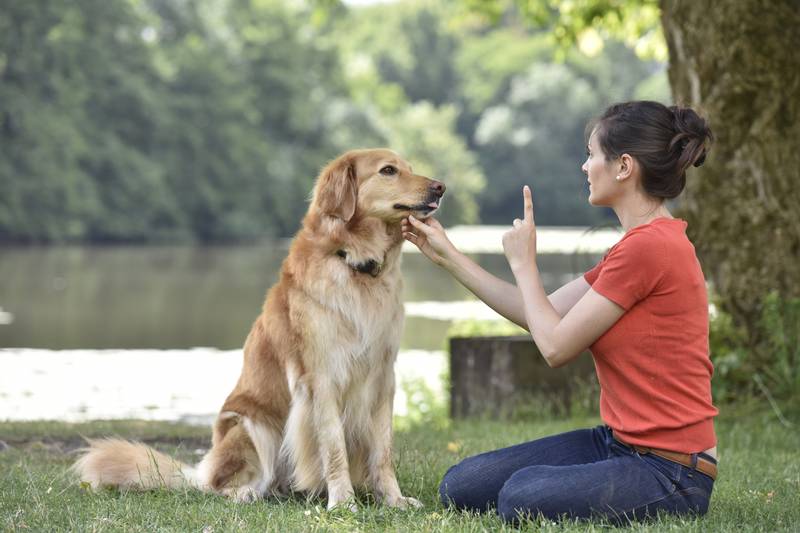 How to regain a dog&#8217;s trust?