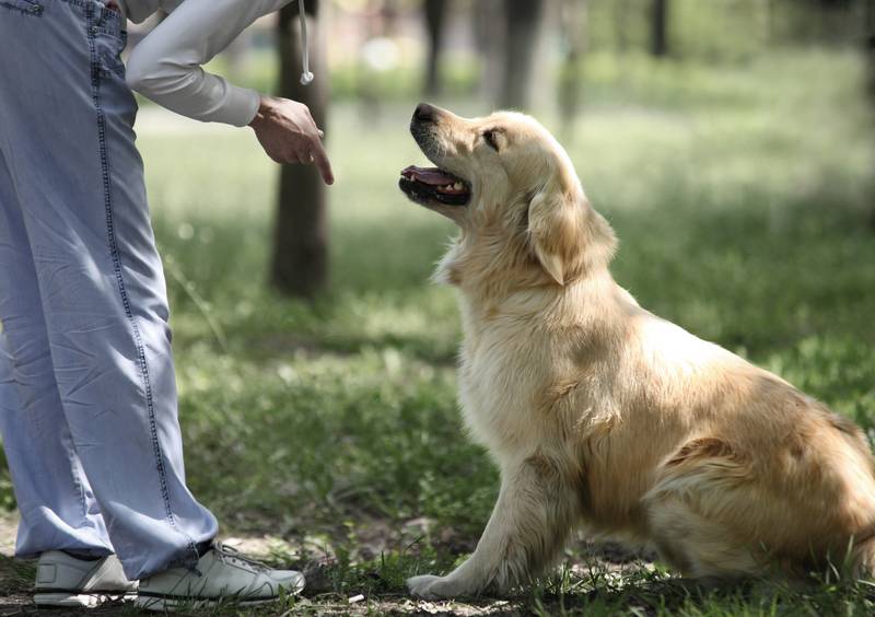 How to regain a dog&#8217;s trust?
