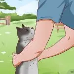 How to remove a cat from a tree?