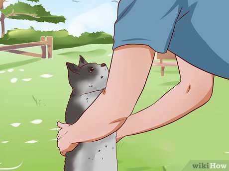 How to remove a cat from a tree?