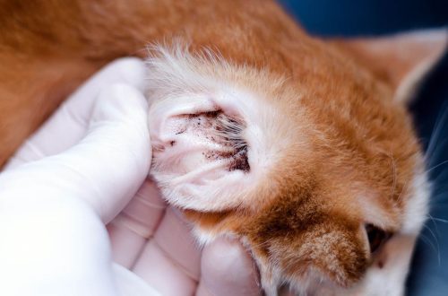 How to remove ear mites in cats: symptoms of the disease, treatment with drugs and folk remedies