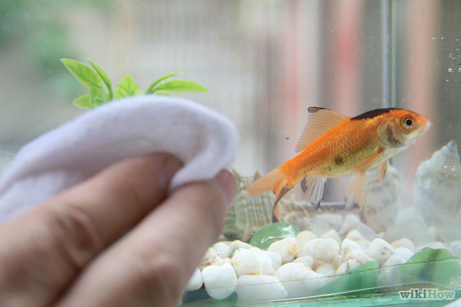 How to Remove Small Scratches from Aquarium Glass