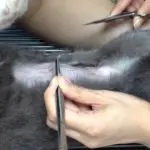 How to remove stitches from a cat at home?