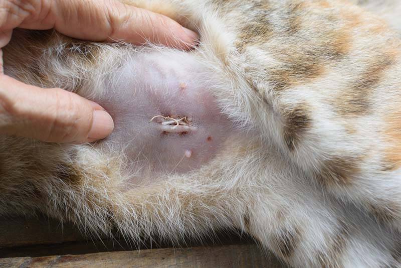 How to remove stitches from a cat at home?