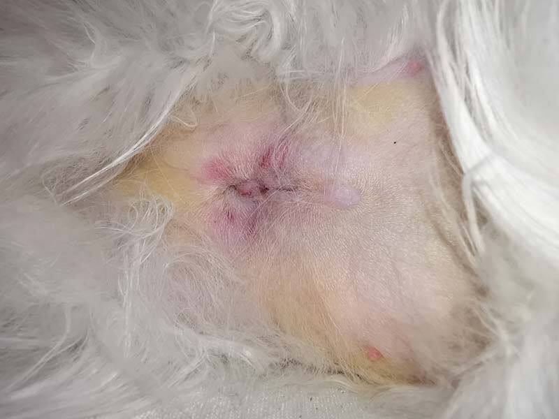 How to remove stitches from a cat at home?
