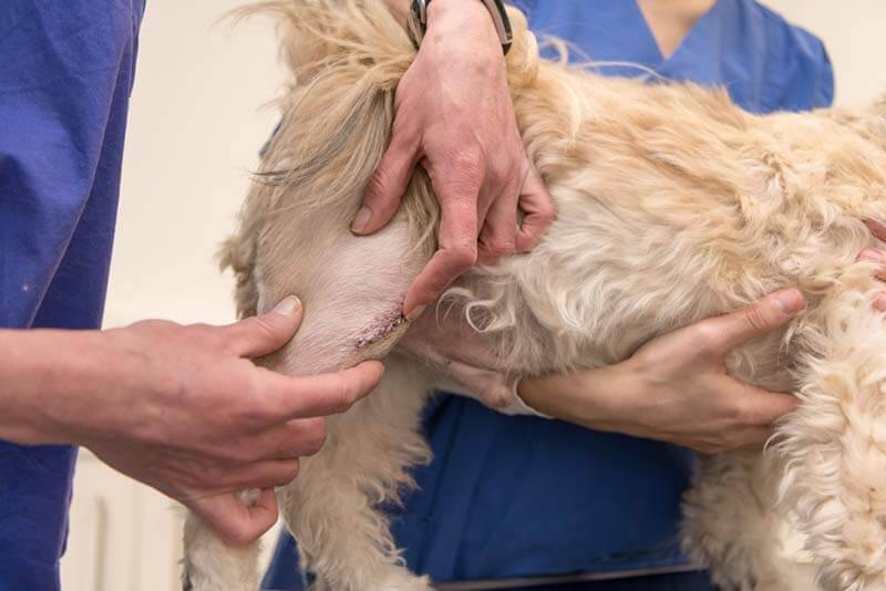 How to remove stitches from a dog at home
