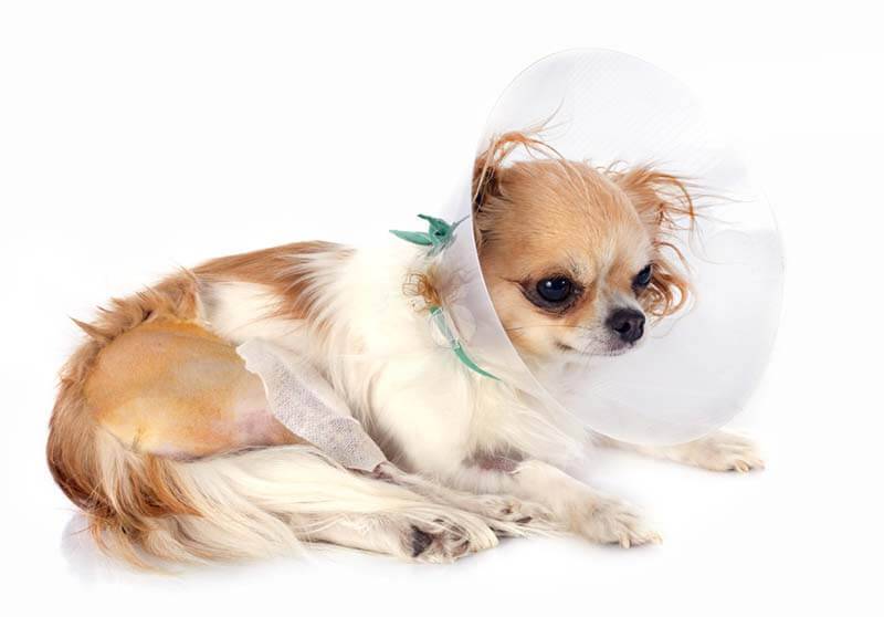 How to remove stitches from a dog at home