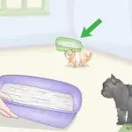 How to remove the smell of a cat in the house?