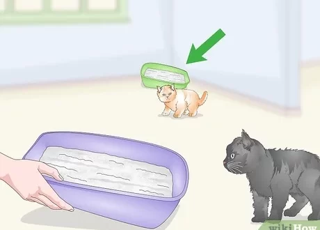 How to remove the smell of a cat in the house?
