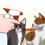 How to separate fighting cats?