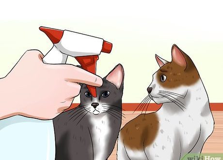 How to separate fighting cats?