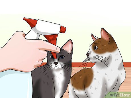How to separate fighting cats?