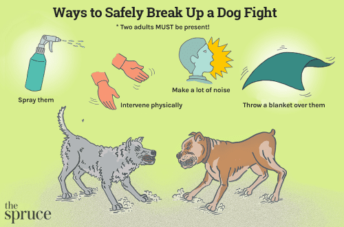 How to separate fighting dogs?