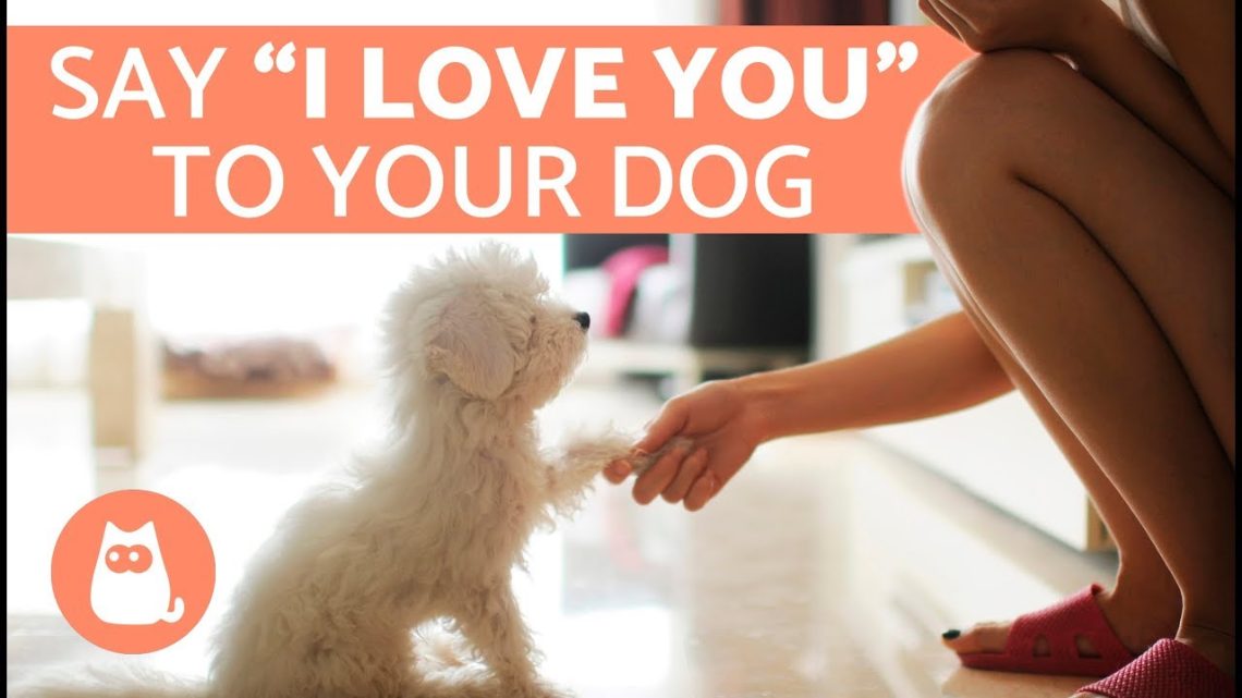 How to show your dog that you love him?