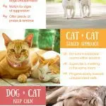 How to socialize a cat: tips
