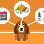 How to start raising a puppy