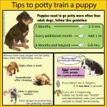 How to start training a puppy