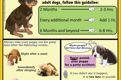 How to start training a puppy