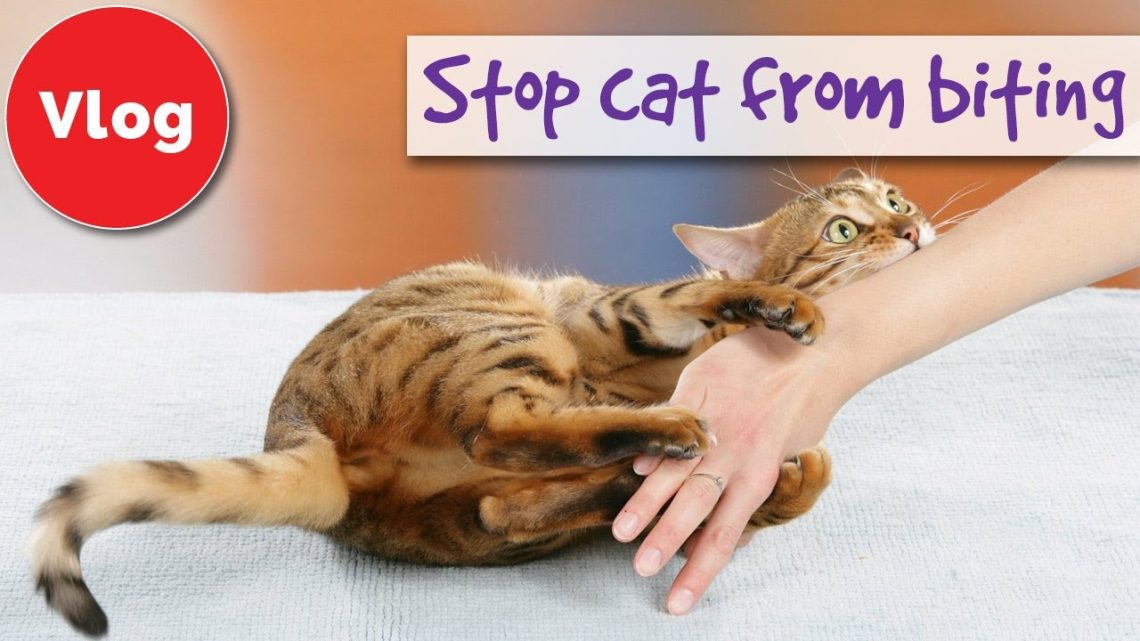 How to stop a cat from biting?