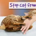 How to stop a cat from biting?