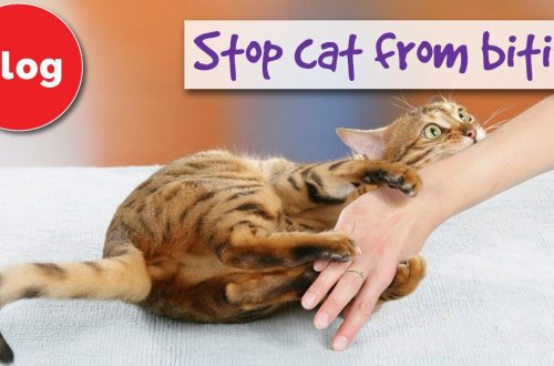 How to stop a cat from biting?