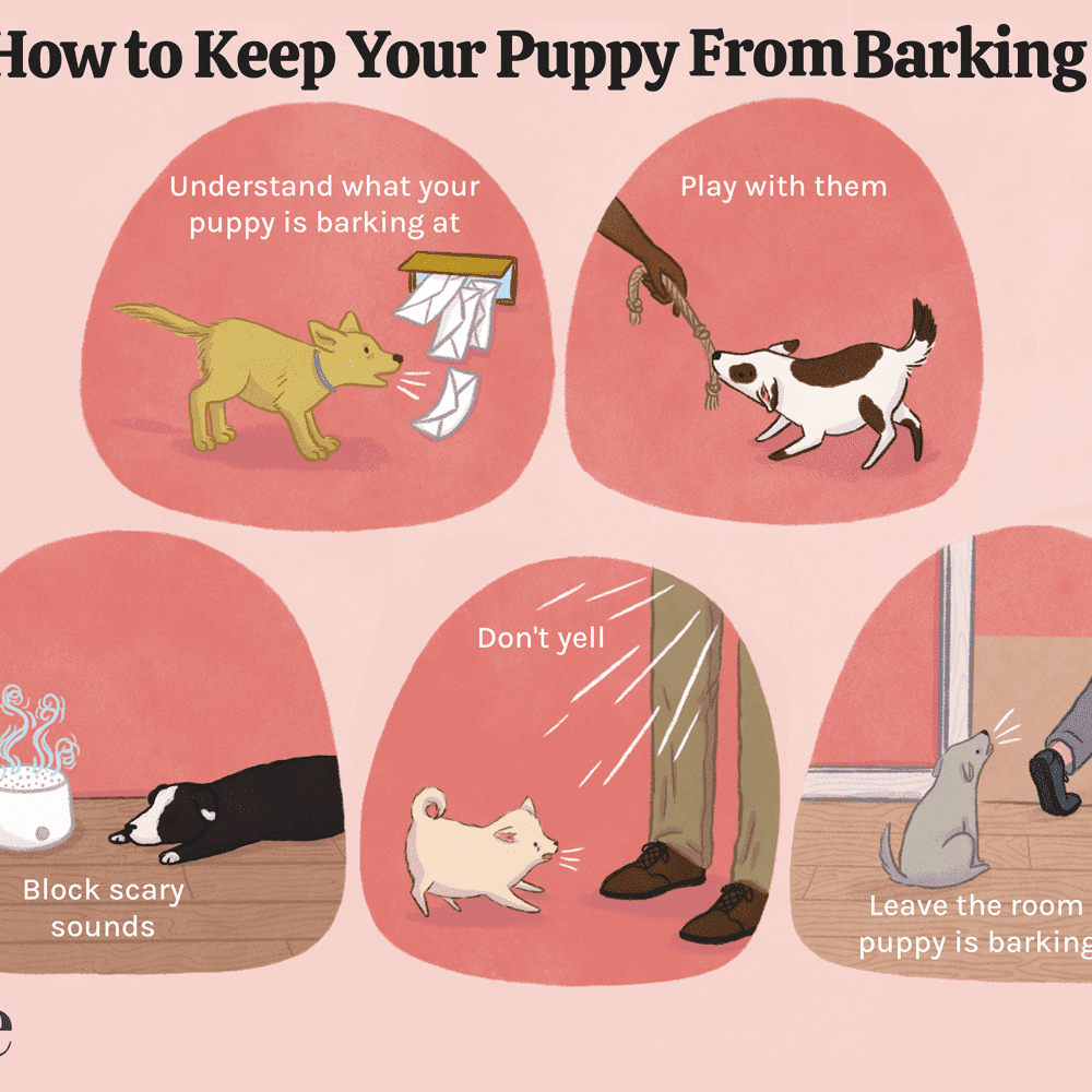 How to stop a dog from barking?
