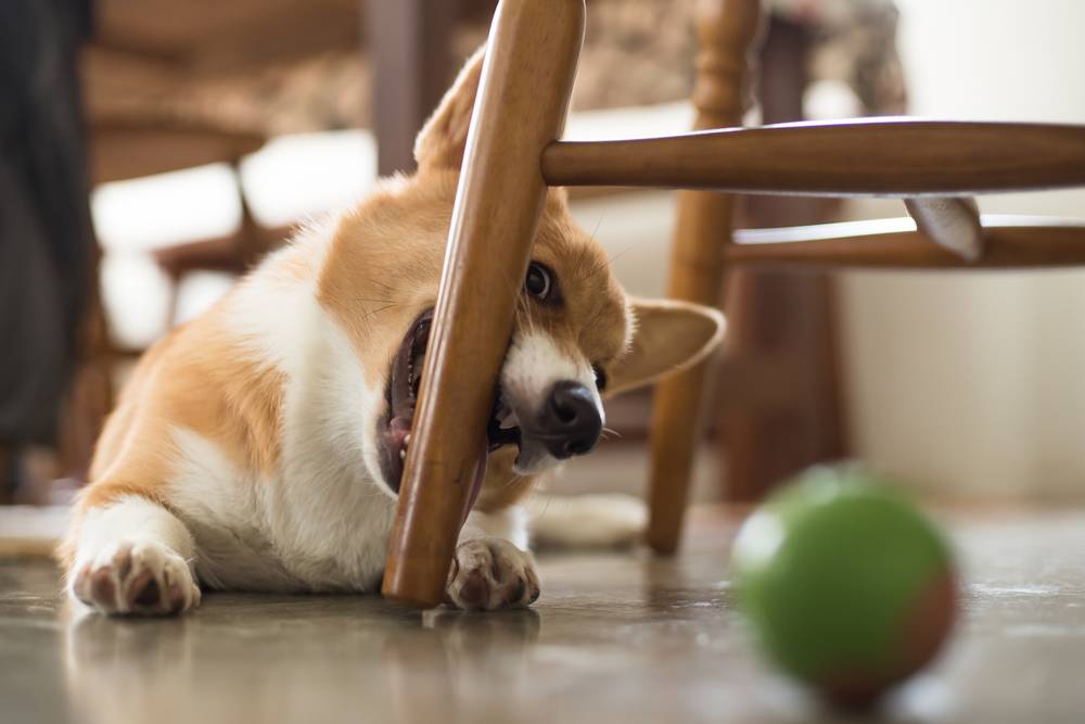 How to stop a dog from chewing on furniture?