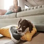 How to stop a dog from chewing on things?