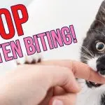 How to stop a kitten from biting?