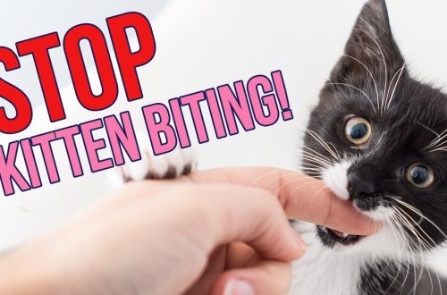 Kuidas peatada kassipoja hammustamist?