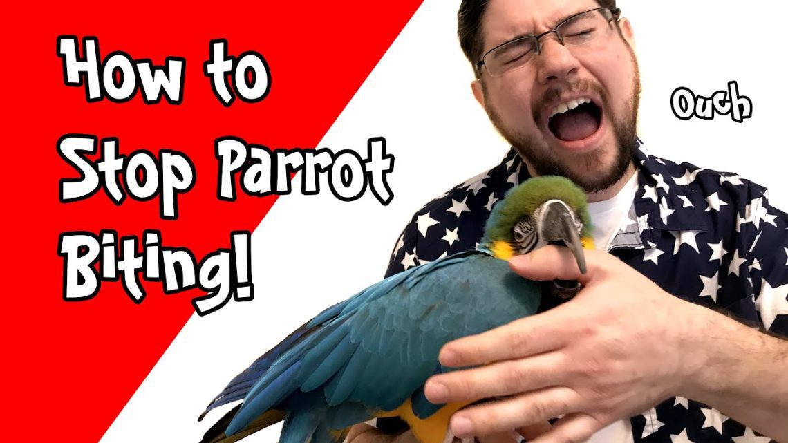 How to stop a parrot from biting?