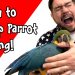 Parrot is a vandal!