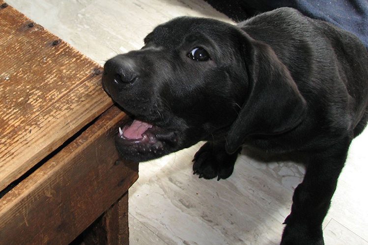 How to stop a puppy from chewing on things?