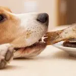 How to stop your dog from stealing food from the table