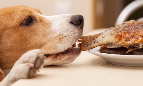 How to stop your dog from stealing food from the table