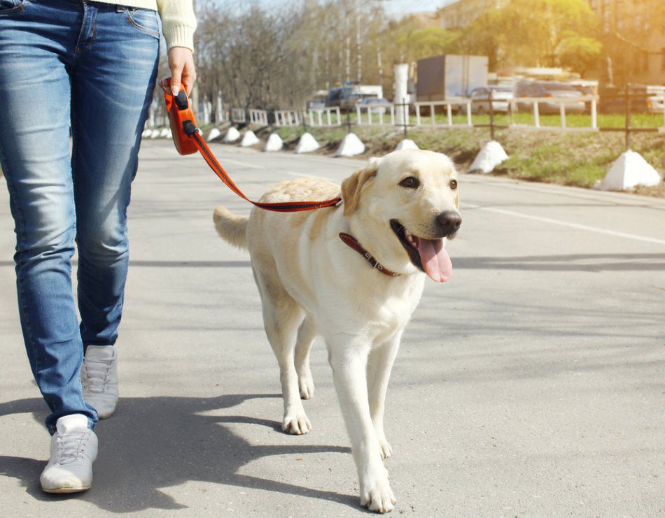 How to Strengthen Your Dogs Joints and Ligaments