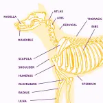 How to Strengthen Your Dog’s Joints and Ligaments
