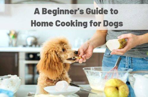 How to switch a dog to ready-made food?