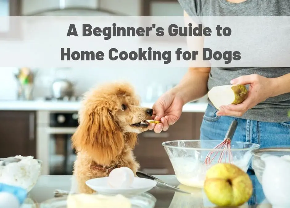 How to switch a dog to ready-made food?